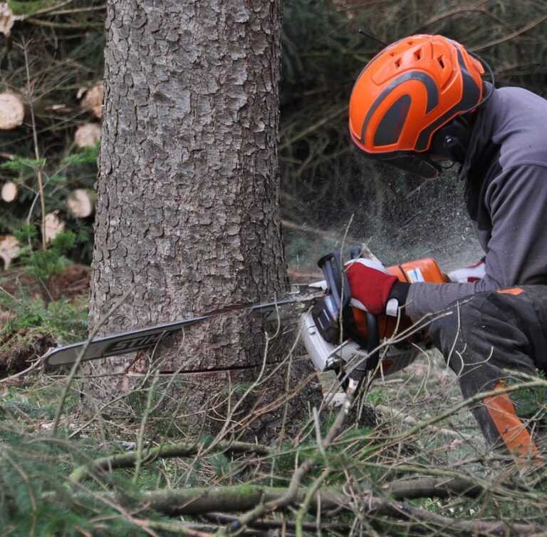 Baumfällung